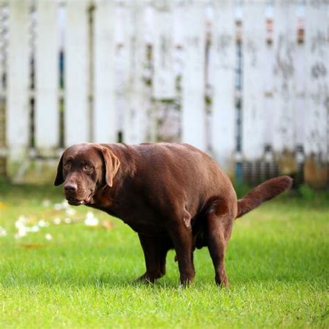 How To Pick Up Dog Poop 15 Steps The Tech Edvocate
