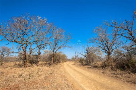 Dirt Road Dry Trees Terrain Stock Photo Image Of Single Winter 31638812
