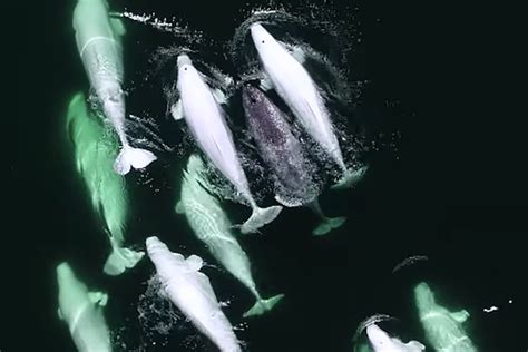 A Pod Of Beluga Whales Adopted A Lost Narwhal And Its Too Wholesome