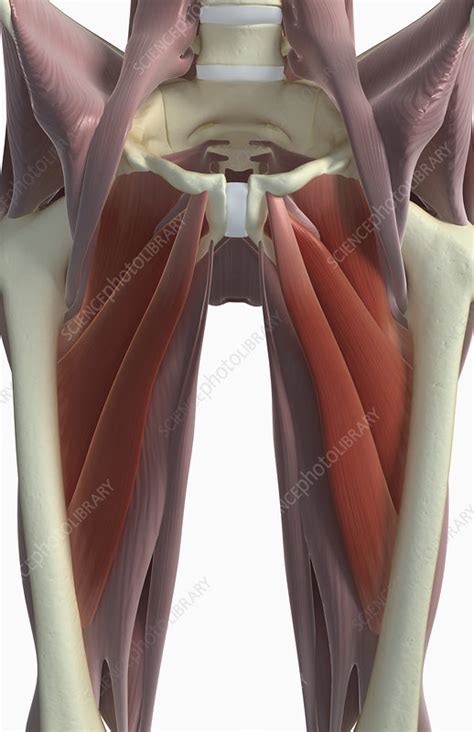 Muscles of the anterior thigh. Muscles of the upper leg - Stock Image - F002/3155 - Science Photo Library