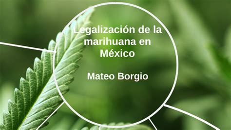 En 2016, el expresidente enrique peña nieto envió una iniciativa al congreso sobre la regulación de la marihuana, en la que proponía que el consumo personal fuera de 28 gramos y el uso medicinal y de. Legalizacion de la marihuana en Mexico by Mateo Borgio