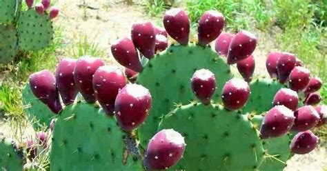 Maintain healthy metabolic function with swanson prickly pear cactus! Nopalea Juice Drink Review ~ best adjustable dumbbells
