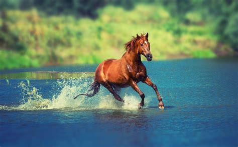 Download Animal Horse 4k Ultra Hd Wallpaper