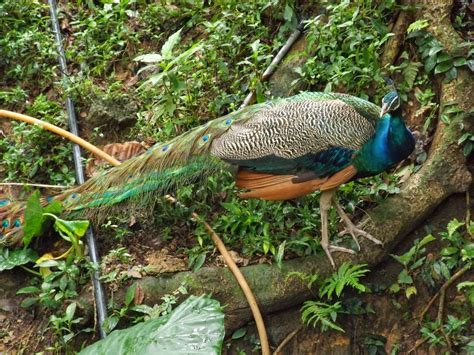 Kl bird park, kuala lumpur. afifplc: KL Bird Park