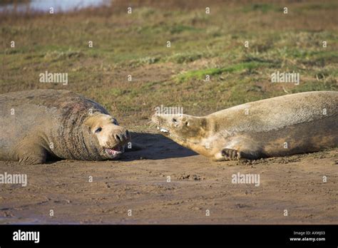 Two Adult Grey Seals Fighting Halichoerus Grypus Also Known As The