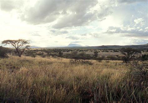 Savanna Grasslands Of East Africa Savanna Grasslands Of Ea Flickr