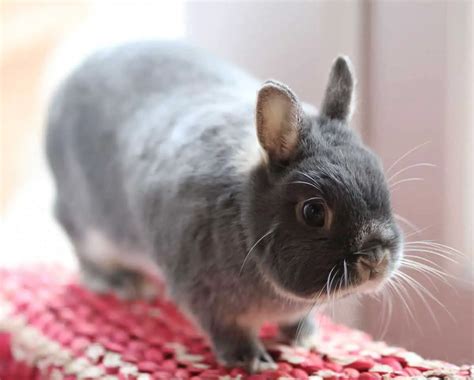 The 9 Smallest Rabbit Breeds Smallest Rabbit Breed In The World