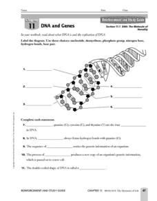 They are made up of the. DNA and Genes Worksheet for 7th - 12th Grade | Dna and genes, Dna replication, Dna activities