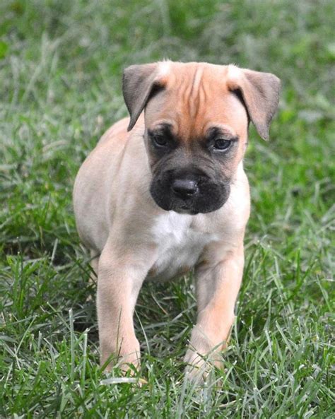 With this being said, they will relate to their owner extremely well and be. This is a puppy from our recent litter! He is American ...