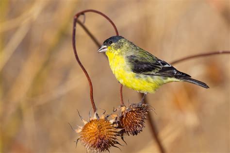Texas officials have drawn criticism as the state's energy grid repeatedly failed, forcing rolling blackouts. Lesser Goldfinch (Spinus psaltria)