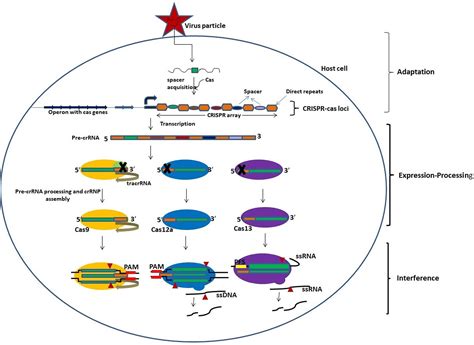 Geladen Schön Langweilig Crispr Cas9 Mechanism Of Action