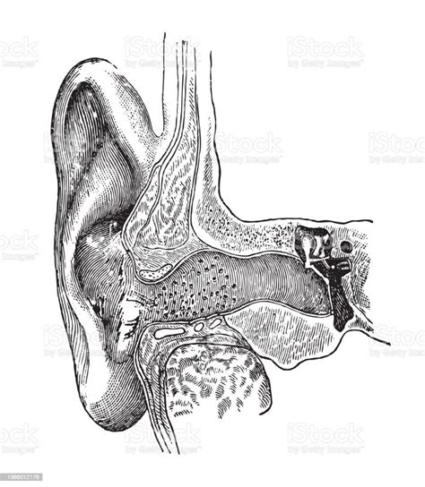 Human Ear Anatomy Vintage Illustration Stock Illustration Download