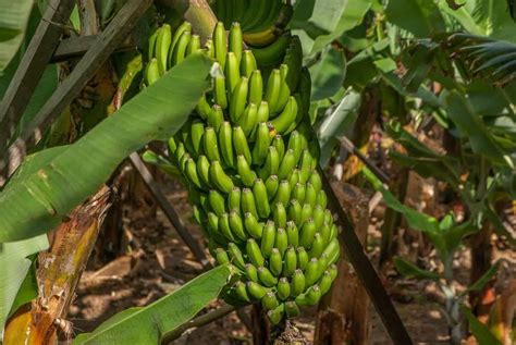 How To Start Banana Farming In The Usa A Step By Step Guide To