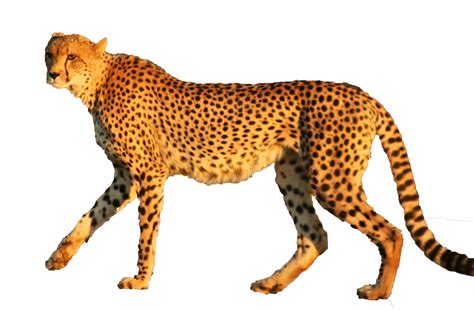 Cheetah Leopard Jaguar Animal Cat - cheetah png download ...