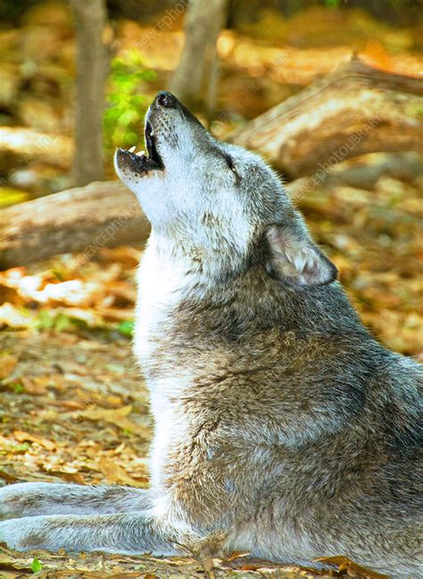 Grey Wolf Howling Stock Image C0175205 Science Photo Library