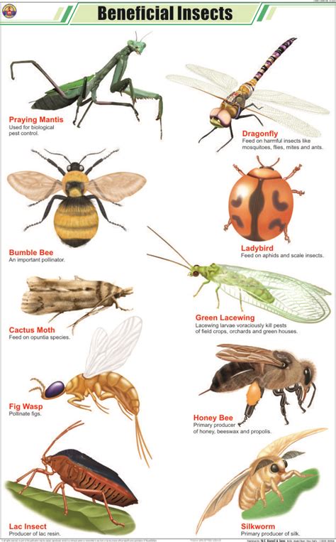 Let's start this unit by having you answer a seemingly straight forward question: Found on Google from hemcmedical.com | Beneficial insects ...