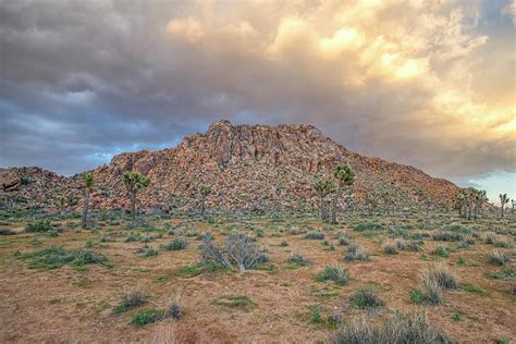 Desert Beauty 3 Photograph By Joseph S Giacalone