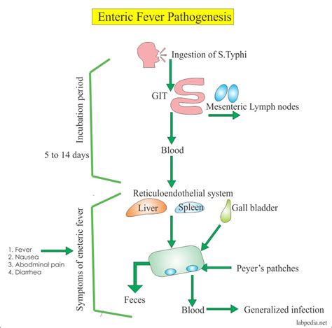 Enteric Fever Part 3 Typhoid Enteric Fever Diagnosis Widal Test