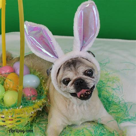 April Becomes A Pug Bunny For Easter Pugs Bunny Pug Dog