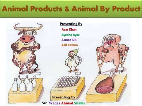Animal products & animal by product