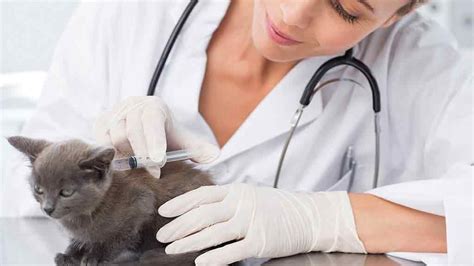Jan 08, 2017 · of course, it's still a good idea to keep an eye out and avoid any obviously sick dogs. Pet vaccination - Health - CHOICE