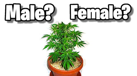 Male Vs Female Cannabis Plant How To Tell The Difference Youtube