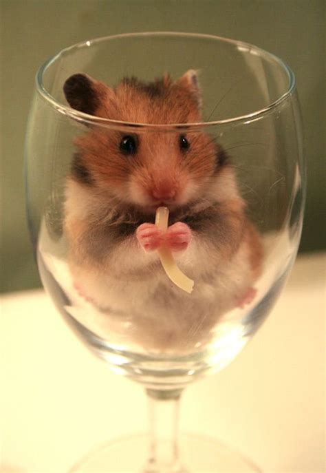 A 30 Cute And Adorable Hamster Photography Collection Artofit