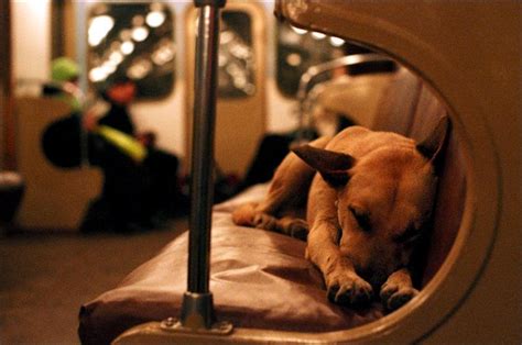 Stray Russian Dogs Commute To Work By Subway