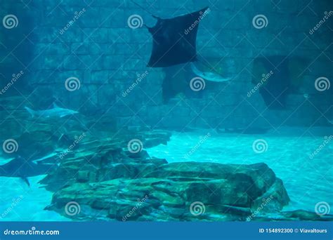 Sharks And Manta Rays In Aquarium At Seaworld 7 Editorial Image Image