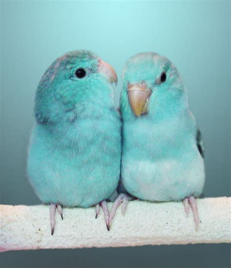 Aqua Turquoise Rare Lovebird Colors Love Bird Mantap