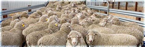 Livestock Nutrition Conference | Worldwide Events | Conference Series