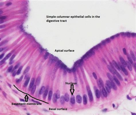 Tejido Epitelial Simple Cilíndrico Con Microvellosidades Propios Del