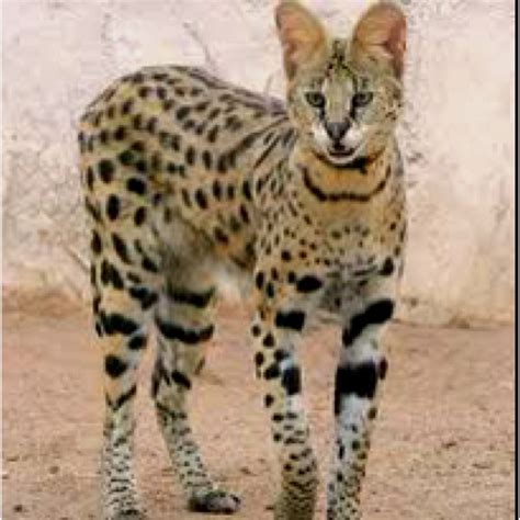 F1savannahkittens.com what is a savannah cat? 1000+ images about F1 Savannah on Pinterest | Himalayan ...