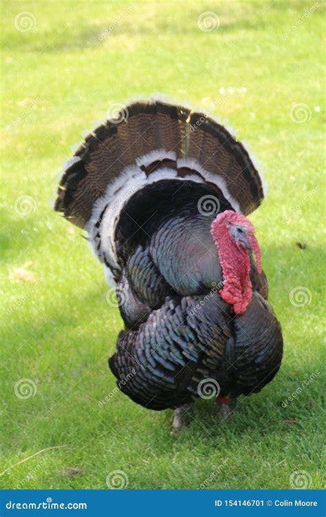 male turkey meleagris stock image image of beak wildlife 154146701