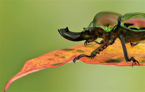 Stag Beetle Desktop Wallpaper 79958 Baltana