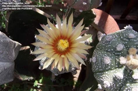 B & b cactus farm ⭐ , united states, tucson, 11550 e speedway blvd: PlantFiles Pictures: Astrophytum Species, Sand Dollar, Sea ...