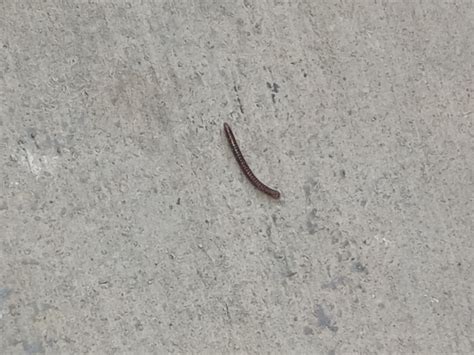Little Worms With Many Legs On Patio Are Millipedes All About Worms