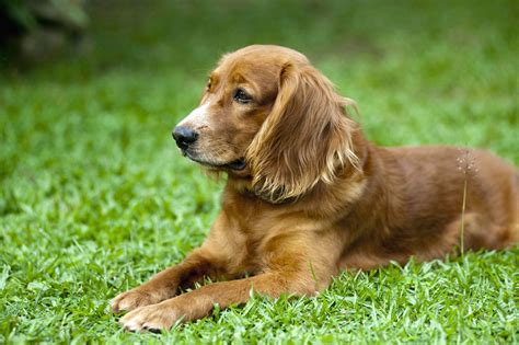 In short, they become obsessed by the grass is always greener syndrome where everyone else's relationship and their own past lovers are we live in a you can have it all culture, and no where is this message more pronounced than around the wedding and one's choice of marriage partner. Free picture: cute dog, canine, green grass, young