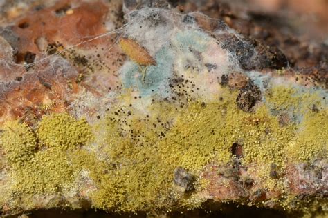 Paper towels free of chemicals can be composted, and the bacteria or food on them will break down during the composting process. Moldy bread from the compost bin | This is looking edge-on ...