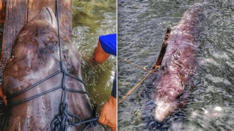 The Most Plastic We Have Ever Seen Dead Whale Washes Up With 40kg Of