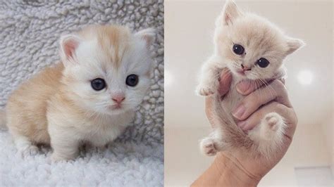 We did not find results for: Baby Cats - Funny and Cute Cat Videos Compilation 2019 ...