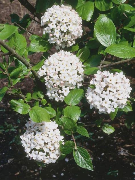 Viburnum Is A Genus Of About 150175 Species Of Shrubs Or In A Few
