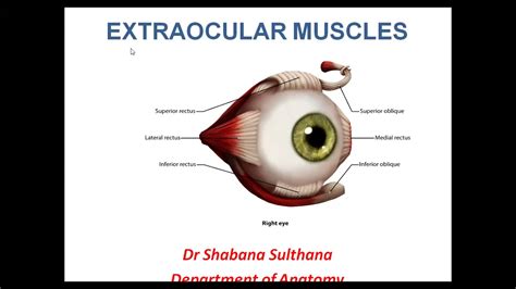 Extra Ocular Muscles Ophthalmic Artery Dr Shabana Anatomy Head And