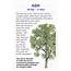 Sacred Celtic Trees Ash  Tree Astrology Magical Herbs