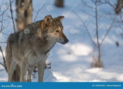 A Timber Wolf In The Perfect Morning Light Stock Photo Image Of