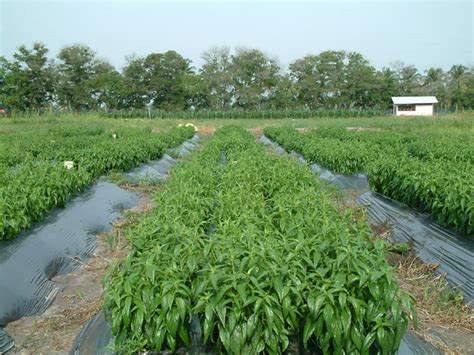 Hempedu bumi merupakan sejenis herba pelbagai khasiat. HEMPEDU BUMI - Andrographis Paniculata