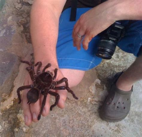 Galerie Něco pro arachnofobiky Tohle je největší pavouk na světě