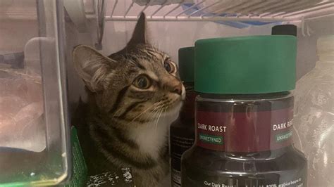 Cats Hide In Fridge Antics Leads Owner To Ask For Help In Viral Post