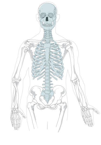 Unlabelled Axial Skeleton Printouts Human Body Anatomy Basics Clip
