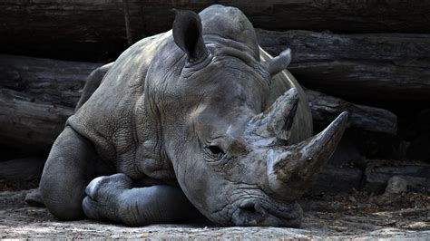 Free Images Animal Wildlife Zoo Horn Mammal Fauna Rhinocero